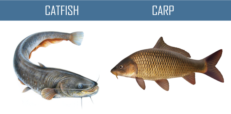 fishhatchery-types-07